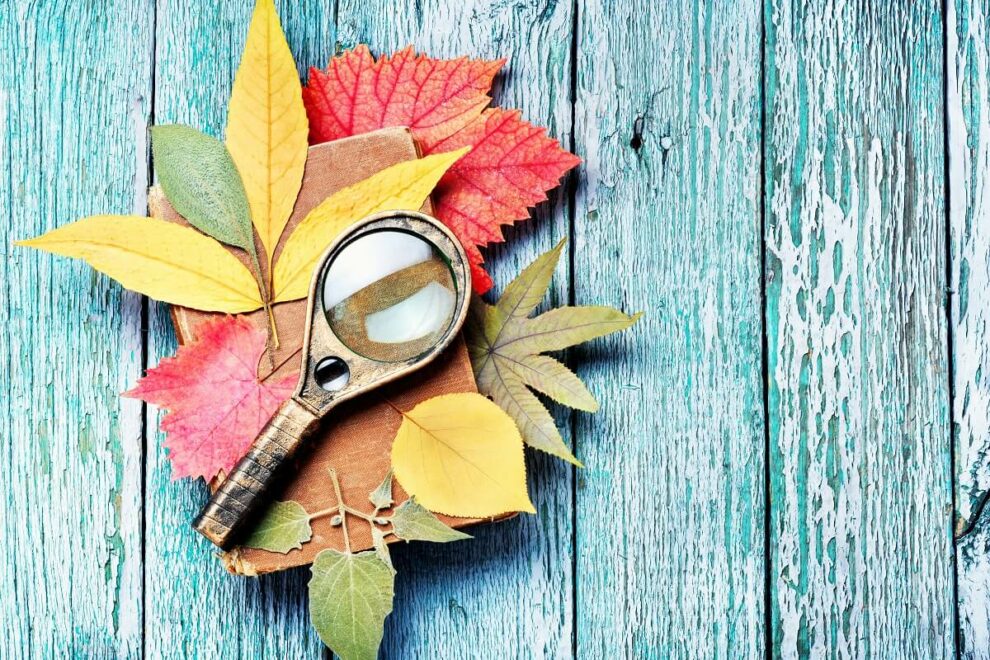 MONODIÈTE ANTI-ACIDE