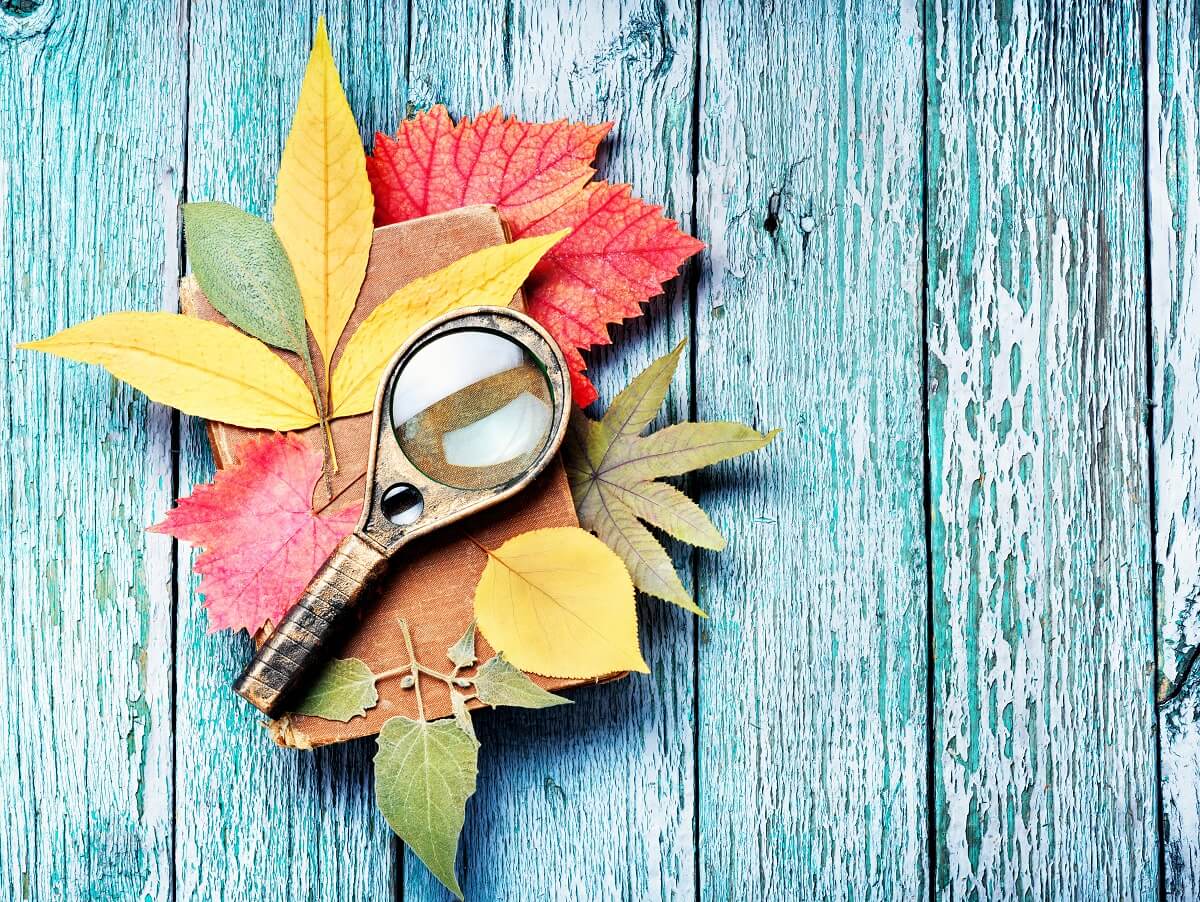 octobre blog pizon MONODIÈTE ANTI-ACIDE